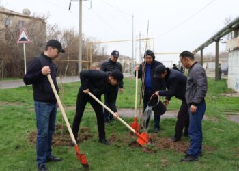 Шымкент: Әл-Фараби ауданында өткен сенбілікте 200 көшет отырғызылды
