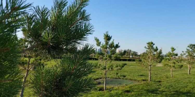 ТҮРКІСТАН: «ЖАСЫЛ БЕЛДЕУ» АЙМАҒЫНДА КӨШЕТТЕРДІҢ ӨНІМДІЛІГІ АРТЫП КЕЛЕДІ