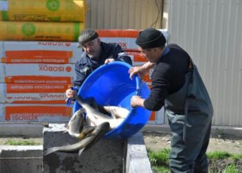 ТҮРКІСТАН ОБЛЫСЫ БАЛЫҚ ӨНДІРУДЕН КӨШ БАСТАП ТҰР