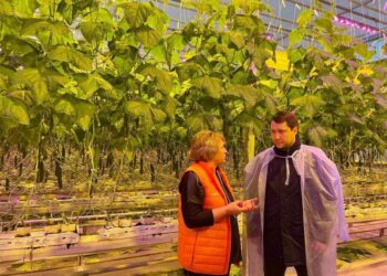 ТҮРКІСТАН ОБЛЫСЫНДА ЖЫЛЫНА 16 МЫҢ ТОННА ҚЫЗАНАҚ ПЕН ҚИЯР ӨСІРЕТІН ЖЫЛЫЖАЙ БАР