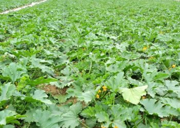 ТҮРКІСТАН: КЕЛЕСТІК ШАРУАЛАР АСҚАБАҚТЫҢ ЕРЕКШЕ ТҮРІН САУДАҒА ШЫҒАРДЫ