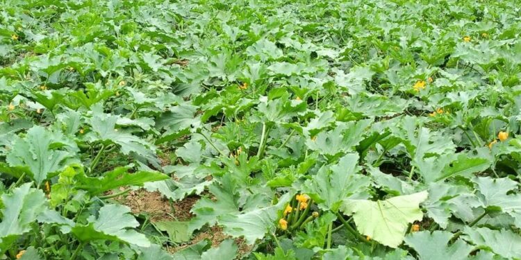 ТҮРКІСТАН: КЕЛЕСТІК ШАРУАЛАР АСҚАБАҚТЫҢ ЕРЕКШЕ ТҮРІН САУДАҒА ШЫҒАРДЫ