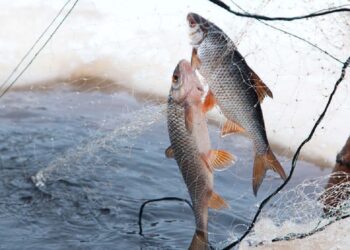 Шымкентте «Уылдырық» жедел-профилактикалық іс-шарасы басталды