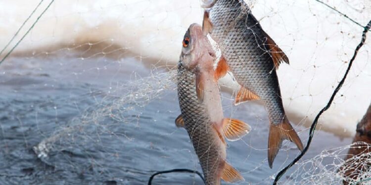 Шымкентте «Уылдырық» жедел-профилактикалық іс-шарасы басталды