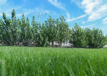 ТҮРКІСТАН: ЖЫЛ БАСЫНАН БЕРІ ҚАЛА АУМАҒЫНДА 100 МЫҢҒА ЖУЫҚ АҒАШ КӨШЕТІ ЕГІЛДІ