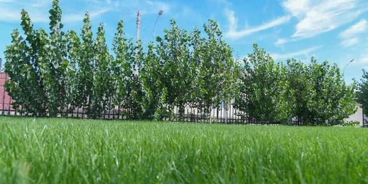 ТҮРКІСТАН: ЖЫЛ БАСЫНАН БЕРІ ҚАЛА АУМАҒЫНДА 100 МЫҢҒА ЖУЫҚ АҒАШ КӨШЕТІ ЕГІЛДІ