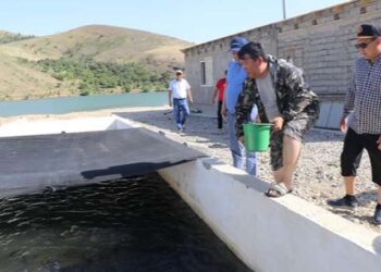 Жылына – 100 тонна балық