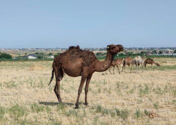 ТҮРКІСТАН: ТҮЙЕ БАҒЫП, ТАБЫС ТАПҚАН ОТБАСЫ