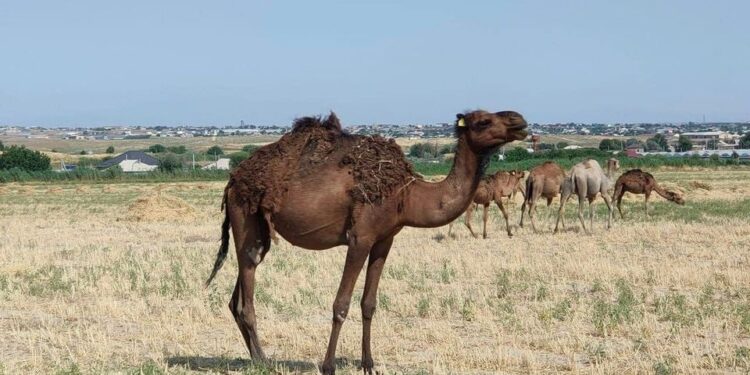 ТҮРКІСТАН: ТҮЙЕ БАҒЫП, ТАБЫС ТАПҚАН ОТБАСЫ