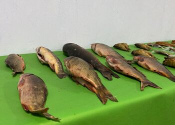 ТҮРКІСТАН: КЕЛЕСТЕГІ ШАРУА ҚОЖАЛЫҚ ЖЫЛЫНА 400 ТОННА БАЛЫҚ ӨНДІРМЕК