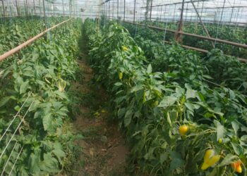 АУЫЛ ШАРУАШЫЛЫҒЫ –АУДАНДЫ ДАМЫТАТЫН САЛА