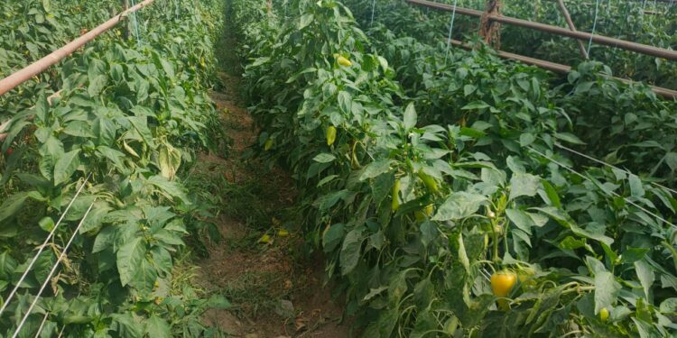 АУЫЛ ШАРУАШЫЛЫҒЫ –АУДАНДЫ ДАМЫТАТЫН САЛА