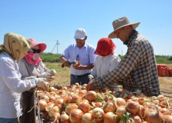 ТҮРКІСТАН: ШАРДАРАНЫҢ ПИЯЗЫНА РЕСЕЙДЕ СҰРАНЫС АРТЫП КЕЛЕДІ