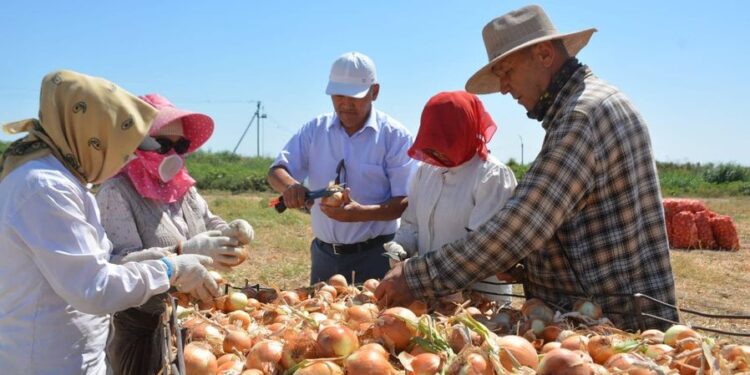 ТҮРКІСТАН: ШАРДАРАНЫҢ ПИЯЗЫНА РЕСЕЙДЕ СҰРАНЫС АРТЫП КЕЛЕДІ