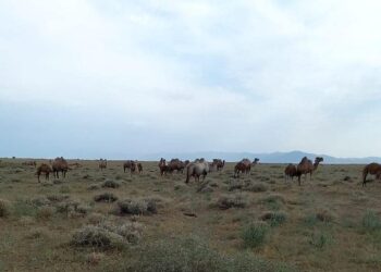 ТҮРКІСТАН: СОЗАҚТЫҚ ШАРУА ҚЫМЫРАН САТЫП, ТҮЙЕ ТҮЛІГІН 500-ГЕ ЖЕТКІЗІП ОТЫР