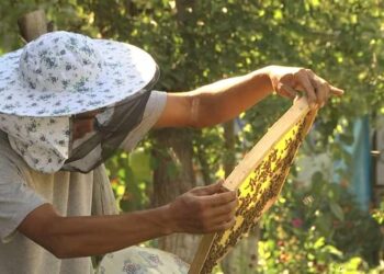 ТҮРКІСТАН: ЖЕТІСАЙЛЫҚ ТҰРҒЫН БАЛ АРА АСЫРАП, БЕРЕКЕСІН АРТТЫРЫП ОТЫР