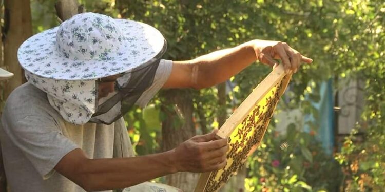 ТҮРКІСТАН: ЖЕТІСАЙЛЫҚ ТҰРҒЫН БАЛ АРА АСЫРАП, БЕРЕКЕСІН АРТТЫРЫП ОТЫР