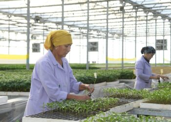 ТҮРКІСТАН: ЖЫЛЫЖАЙҒА ҚОЛДАУ КҮШЕЙТІЛДІ