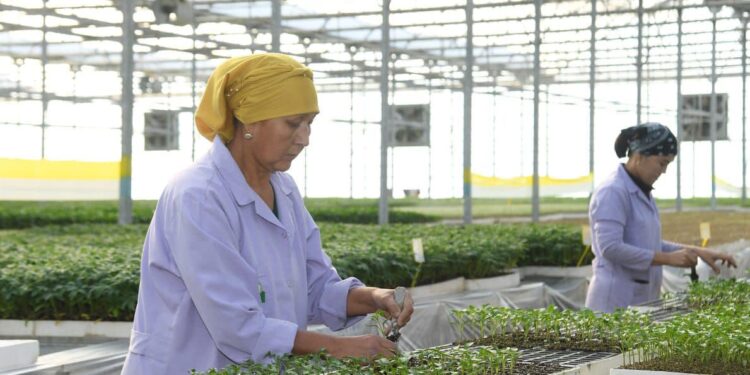 ТҮРКІСТАН: ЖЫЛЫЖАЙҒА ҚОЛДАУ КҮШЕЙТІЛДІ