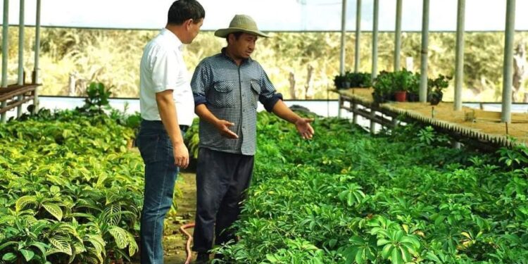 ТҮРКІСТАН: ЖЕТІСАЙЛЫҚ ЖІГІТТЕР ГҮЛ ӨСІРІП, МИЛЛИОНЕР АТАНЫП ОТЫР