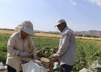 ТҮРКІСТАН: ТҮЛКІБАСТЫҚ КӘСІПКЕР ЕГІСТІК АЛҚАБЫНАН ТӘУЛІГІНЕ ТӨРТ ТОННА ҚИЯР АЛАДЫ
