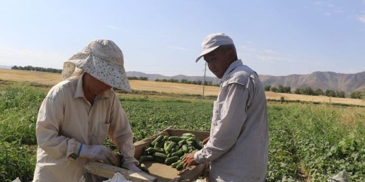 ТҮРКІСТАН: ТҮЛКІБАСТЫҚ КӘСІПКЕР ЕГІСТІК АЛҚАБЫНАН ТӘУЛІГІНЕ ТӨРТ ТОННА ҚИЯР АЛАДЫ