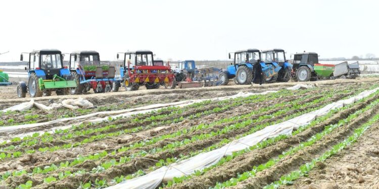 ТҮРКІСТАН ОБЛЫСЫНДА БИЫЛ 3 МЛН. ТОННАДАН АСТАМ КҮЗГІ ӨНІМ ЖИНАЛАДЫ