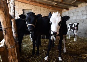 ТҮРКІСТАН: ОТЫРАРЛЫҚ ТҰРҒЫН «АУЫЛ АМАНАТЫМЕН» КӘСІП БАСТАДЫ