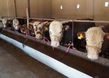 ТҮРКІСТАН: БӘЙДІБЕКТІК ТҰРҒЫН «АУЫЛ АМАНАТЫ» ЖОБАСЫМЕН КӘСІП БАСТАДЫ