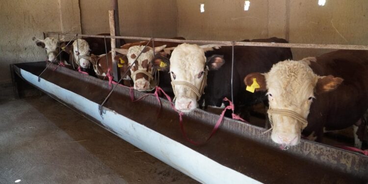 ТҮРКІСТАН: БӘЙДІБЕКТІК ТҰРҒЫН «АУЫЛ АМАНАТЫ» ЖОБАСЫМЕН КӘСІП БАСТАДЫ