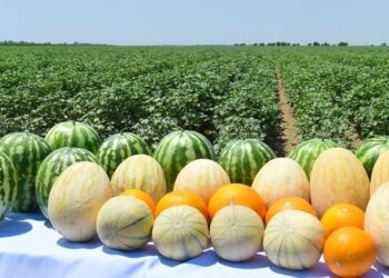 ТҮРКІСТАН: 3 МЛН. ТОННА КӨКӨНІС ПЕН БАҚША ӨНІМДЕРІ ЖИНАЛДЫ