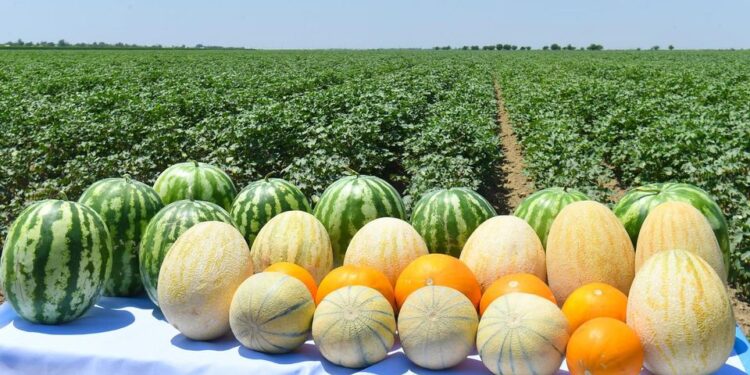 ТҮРКІСТАН: 3 МЛН. ТОННА КӨКӨНІС ПЕН БАҚША ӨНІМДЕРІ ЖИНАЛДЫ