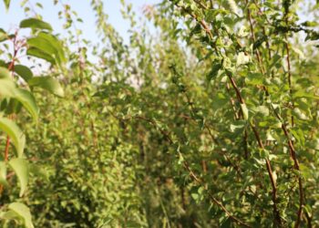 ТҮРКІСТАН: САРЫАҒАШТЫҚ КӘСІПКЕР ЖЫЛЫНА 5-6 МЫҢ КӨШЕТ ШЫҒАРАДЫ