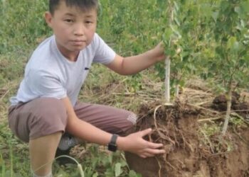 8-СЫНЫП ОҚУШЫСЫ ҚАЙЫҢ ӨРКЕНДЕРІН КОНТЕЙНЕР ЫДЫСТАРҒА БӨЛІП ӨСІРУДЕ