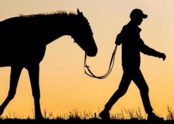 Елімізде мал иелеріне жаңа тыйым енгізілді