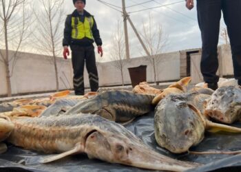 ТҮРКІСТАН: БРАКОНЬЕРЛІК ҚЫЛМЫСҚА ҚАТЫСТЫ ТҮСІНДІРМЕ ЖҰМЫСТАРЫ ЖҮРГІЗІЛУДЕ