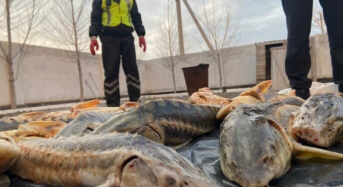 ТҮРКІСТАН: БРАКОНЬЕРЛІК ҚЫЛМЫСҚА ҚАТЫСТЫ ТҮСІНДІРМЕ ЖҰМЫСТАРЫ ЖҮРГІЗІЛУДЕ