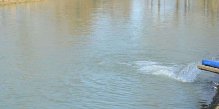 ТҮРКІСТАН: МАҚТАЛЫ ӨҢІРДЕ БАЛЫҚ ШАРУАШЫЛЫҒЫН ДАМЫТУҒА КҮШ САЛЫНУДА