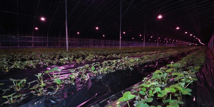 ТҮРКІСТАН: САРЫАҒАШТА ЖАҢА ӘДІСПЕН ҚҰЛПЫНАЙ ӨСІРІЛУДЕ