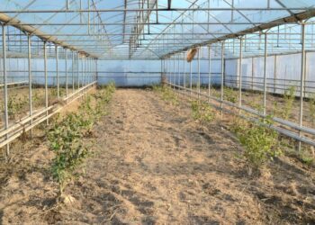 ТҮРКІСТАН: ЖЕТІСАЙ АУДАНЫНДА «БІР АЛҚАПТАН ЖЫЛЫНА 2-3 ӨНІМ АЛУ» ЖОБАСЫ СӘТТІ ЖҮЗЕГЕ АСЫП КЕЛЕДІ