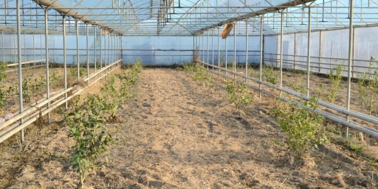 ТҮРКІСТАН: ЖЕТІСАЙ АУДАНЫНДА «БІР АЛҚАПТАН ЖЫЛЫНА 2-3 ӨНІМ АЛУ» ЖОБАСЫ СӘТТІ ЖҮЗЕГЕ АСЫП КЕЛЕДІ