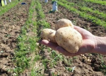 ТҮРКІСТАН: САРЫАҒАШ АУДАНЫНДА БАҚША ДАҚЫЛДАРЫН ЕГУ НАУҚАНЫ БАСТАЛДЫ