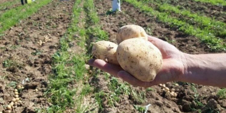 ТҮРКІСТАН: САРЫАҒАШ АУДАНЫНДА БАҚША ДАҚЫЛДАРЫН ЕГУ НАУҚАНЫ БАСТАЛДЫ