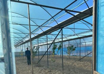 ТҮРКІСТАН: «АУЫЛ АМАНАТЫ» ЖОБАСЫМЕН КӘСІБІН АШЫП ЖАТҚАН ТҰРҒЫНДАР САНЫ АРТУДА