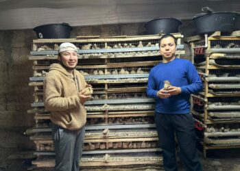 ТҮРКІСТАНДЫҚ ШАРУА ТӘУЛІГІНЕ 1 300-ГЕ ЖУЫҚ БӨДЕНЕ ЖҰМЫРТҚАСЫН САТАДЫ