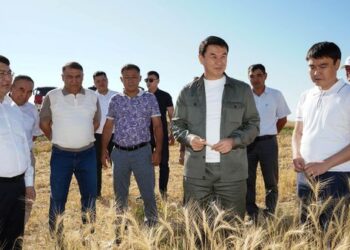 ТҮРКІСТАН ОБЛЫСЫНДА БИДАЙҒА ОРАҚ ТҮСТІ