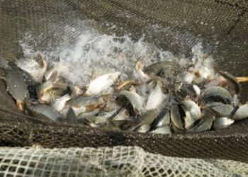 ТҮРКІСТАН ОБЛЫСЫНДА 200-ДЕН АСА БАЛЫҚ ӨСІРУМЕН АЙНАЛЫСАТЫН ШАРУАШЫЛЫҚ БАР