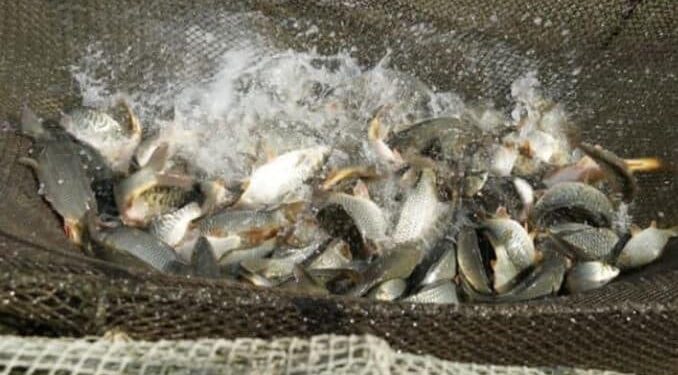 ТҮРКІСТАН ОБЛЫСЫНДА 200-ДЕН АСА БАЛЫҚ ӨСІРУМЕН АЙНАЛЫСАТЫН ШАРУАШЫЛЫҚ БАР