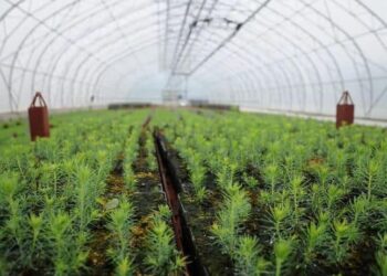 ТҮРКІСТАН: ТҰҚЫМБАҚТАРДА 6 МИЛЛИОНҒА ЖУЫҚ АҒАШ КӨШЕТТЕРІ ӨСІРІЛУДЕ