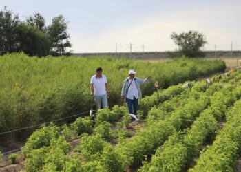 АРЫСТА АШЫЛҒАН ТҰҚЫМБАҚ АУМАҒЫ ҰЛҒАЙТЫЛДЫ